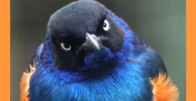 Episode 18: OutTakes – “Angry Birds”